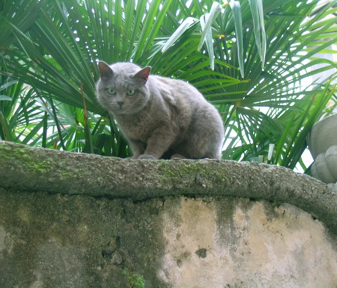 grey cat in middle of wall surrounded by palm trees