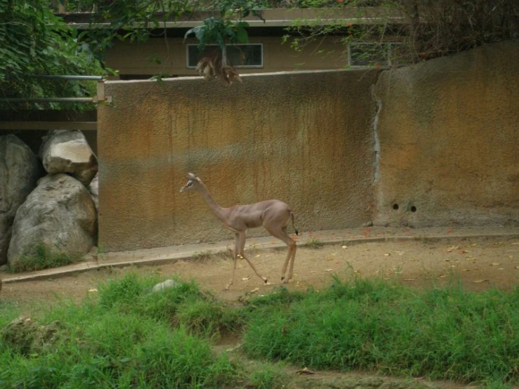 a ze is standing in a zoo enclosure