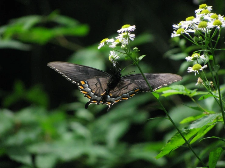 a erfly resting on a green leafy plant