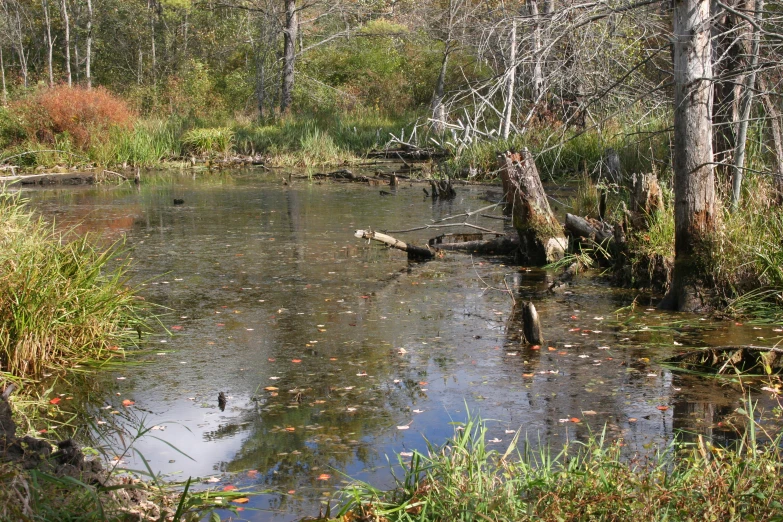 ducks sitting in the water and on the bank near the trees