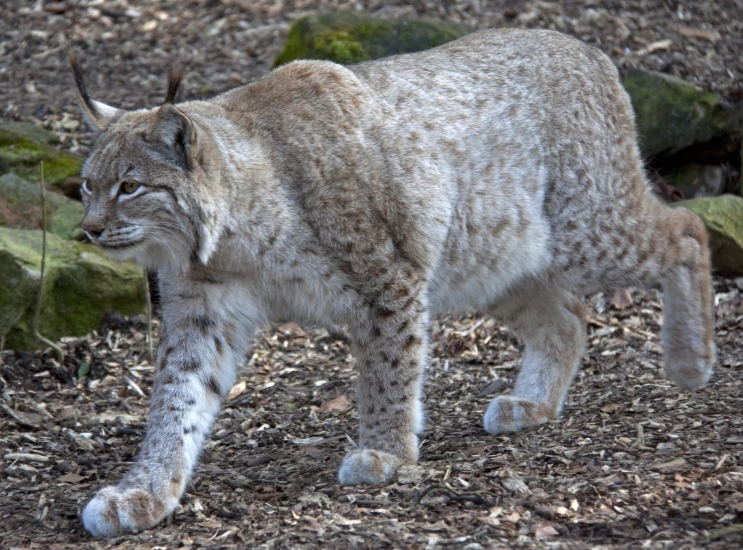a snow leopard is walking on the ground