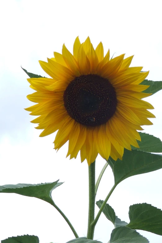 a closeup of a sunflower with a sky in the background