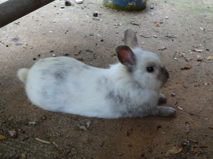 a gray and white rabbit sits on the floor