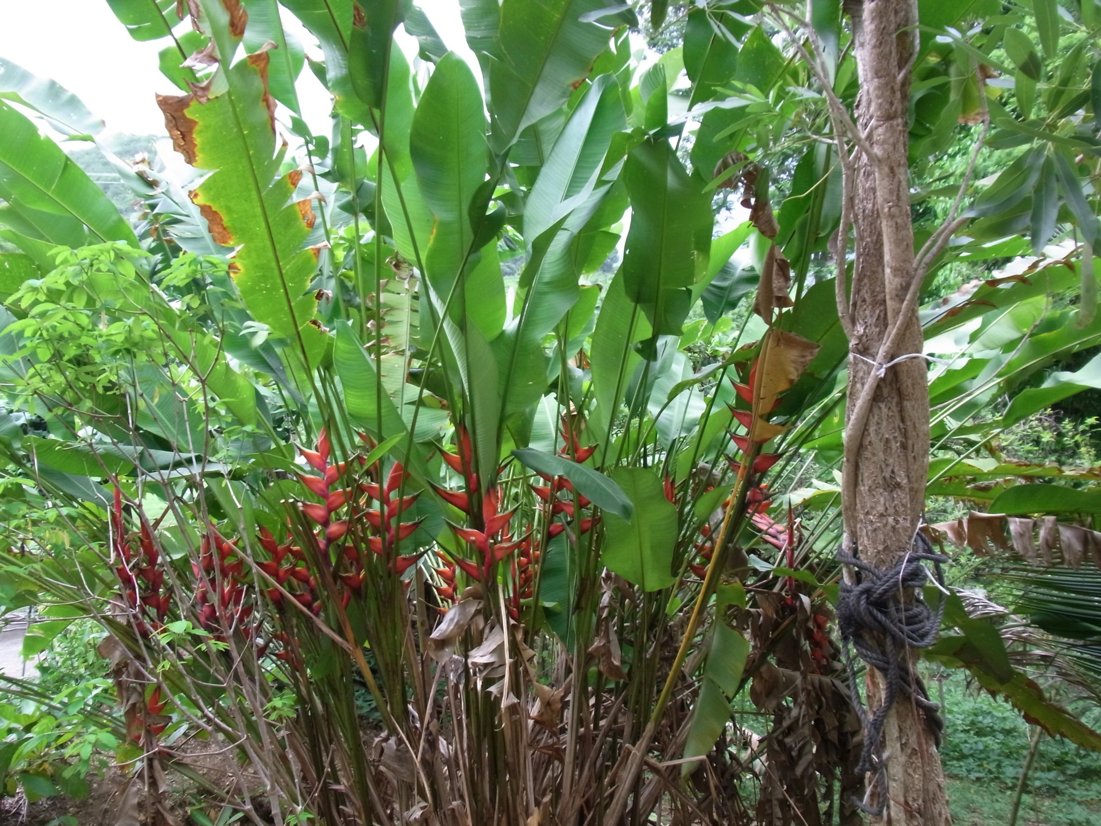 tropical foliage with red flowers on them