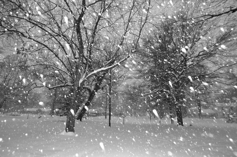 some snow falling down from the trees and people in the background