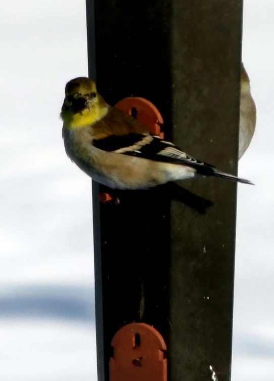 a bird standing on a metal post on a snowy day