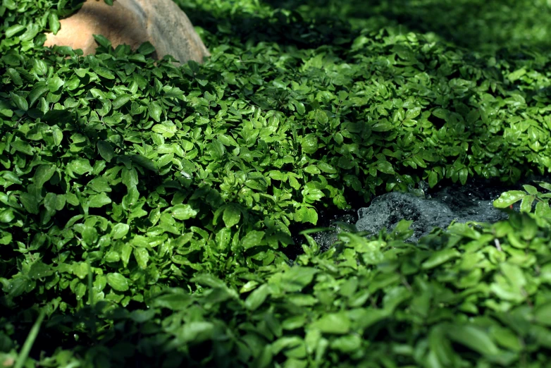 green foliage is growing and lying on the ground