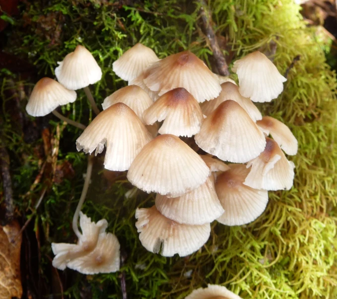several little white mushrooms growing in the mossy ground