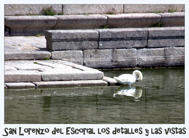 a large white swan floating in the water on top of a lake