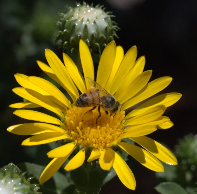 a bee sits on the middle of a yellow flower