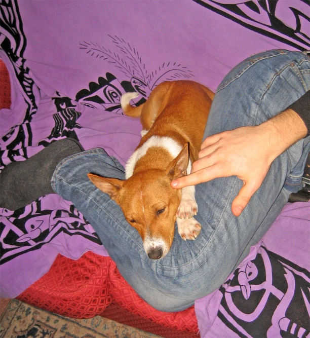 a dog laying on a mans legs and sticking its head up over his back