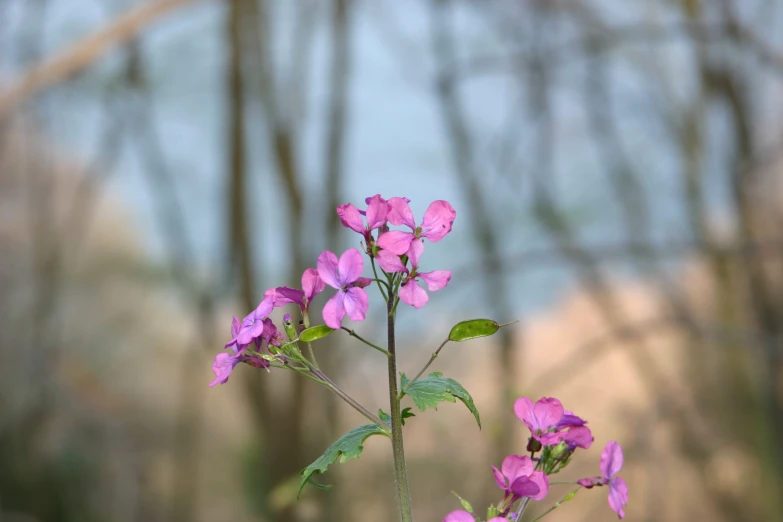 the purple flowers are in a bunch in the field