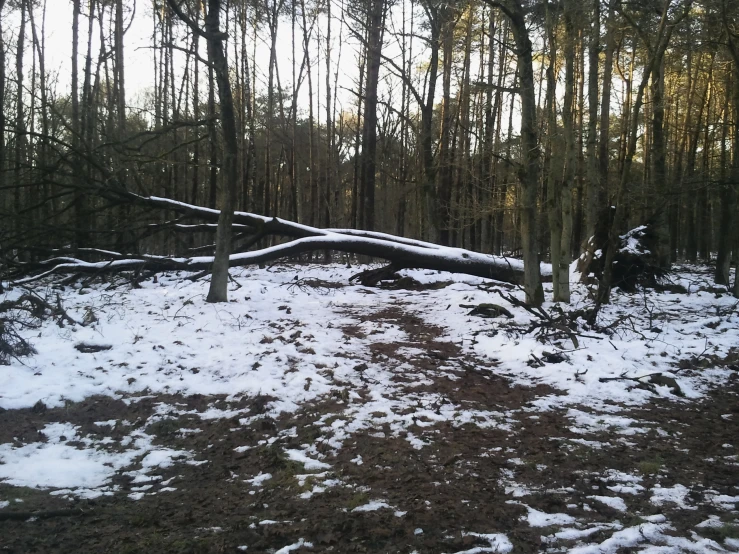 a wooded area has fallen trees and snow on the ground