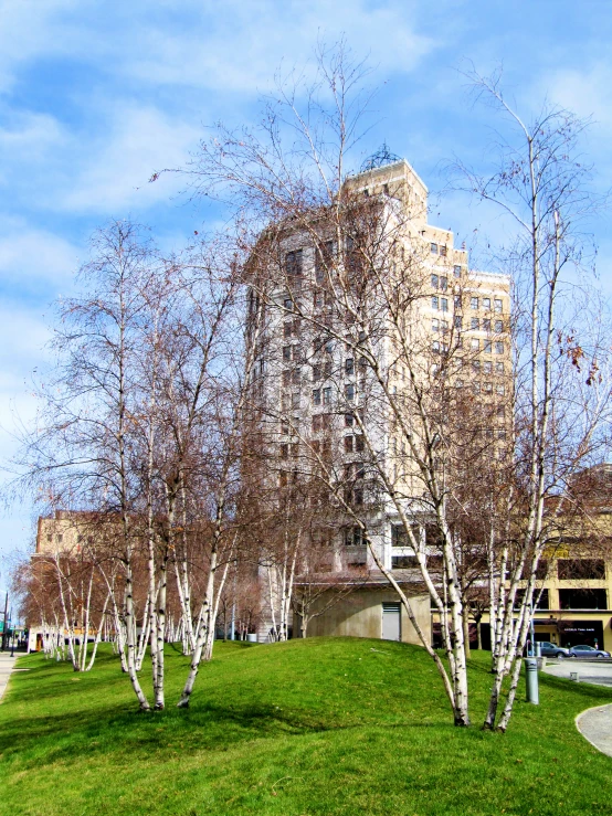 trees in the foreground and office building behind