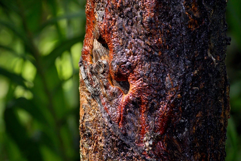 a close up image of the bark of a tree