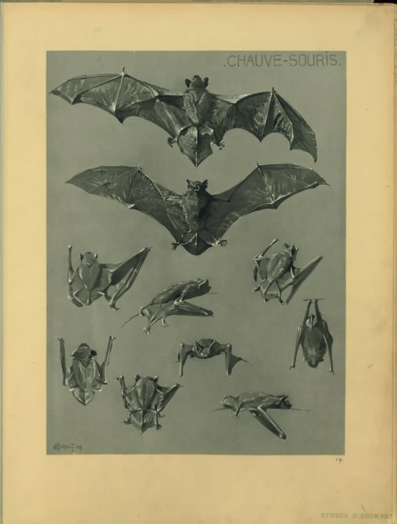 an antique book with drawings of bats flying in the sky