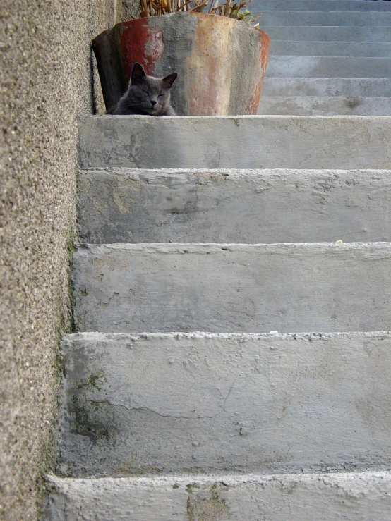 a cat is laying on the concrete steps by some potted plants