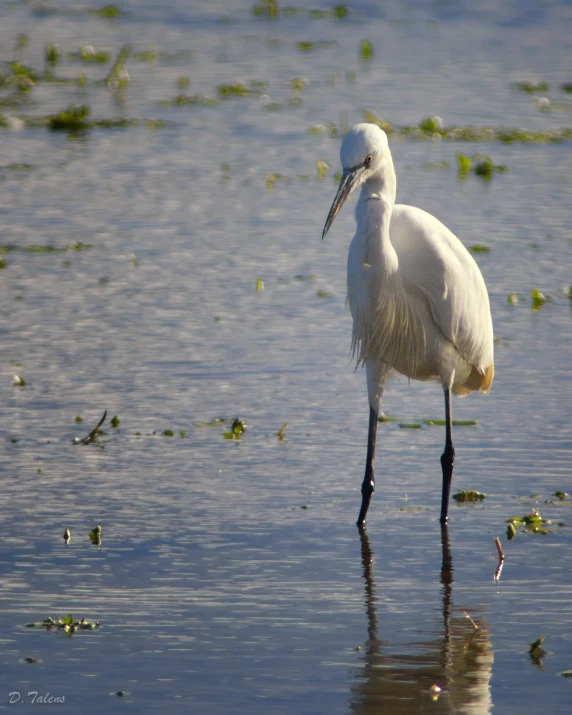 a bird is standing in shallow water and grass