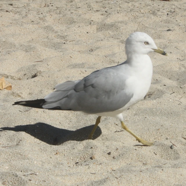 the bird has long legs and legs, while standing in the sand