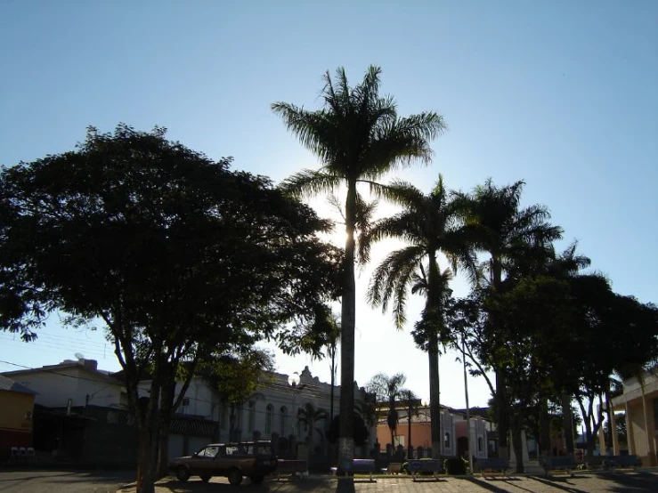 street lined with palm trees with sun shining behind them