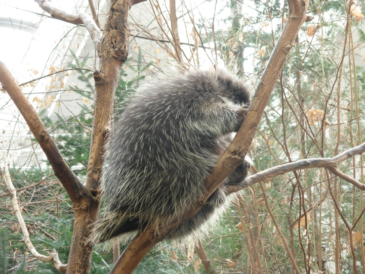 a rac sitting on top of a tree nch