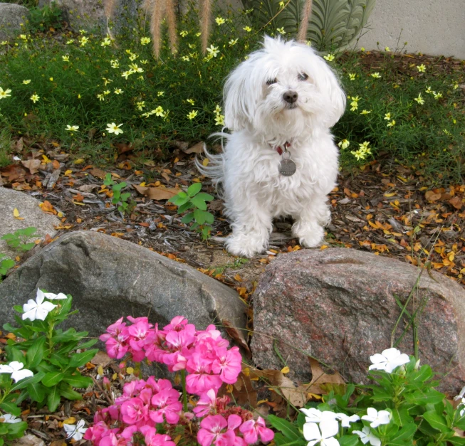 a small white dog sitting by flowers and rocks