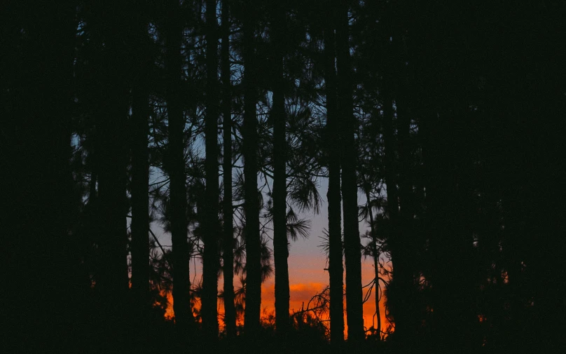 a colorful sunset seen through some trees