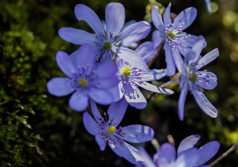 purple flowers on green plants in a bush