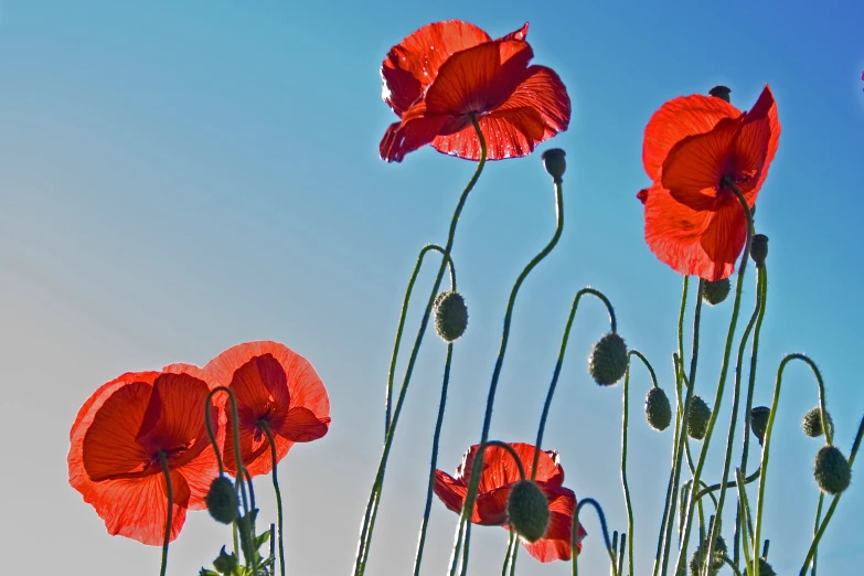 red flowers against the blue sky on a sunny day