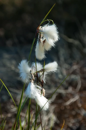 some fluffy white flowers are on a stalk