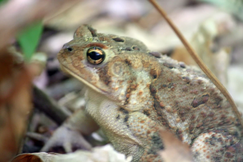 a brown and grey frog sitting on top of leaves