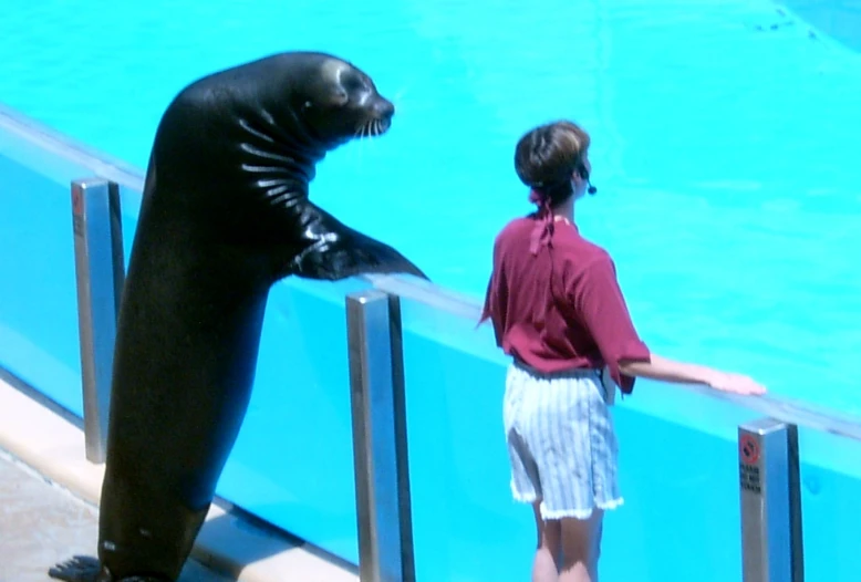 a girl and seal playing with a ball