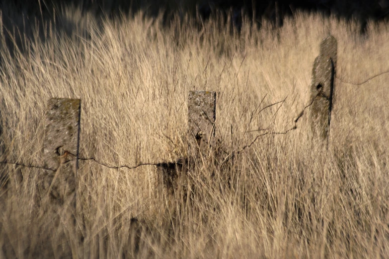 the tall grass is covering a fence and gate