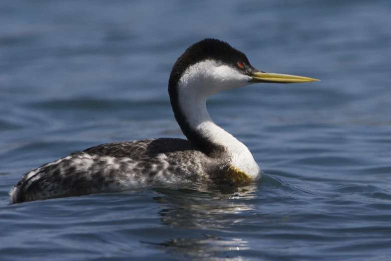 a duck swimming on top of the water