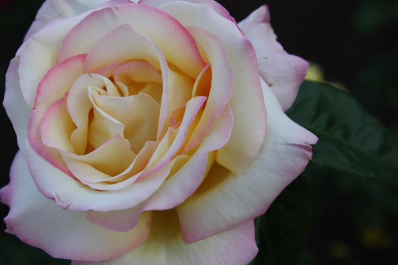 the inside of a pink rose with yellow centers