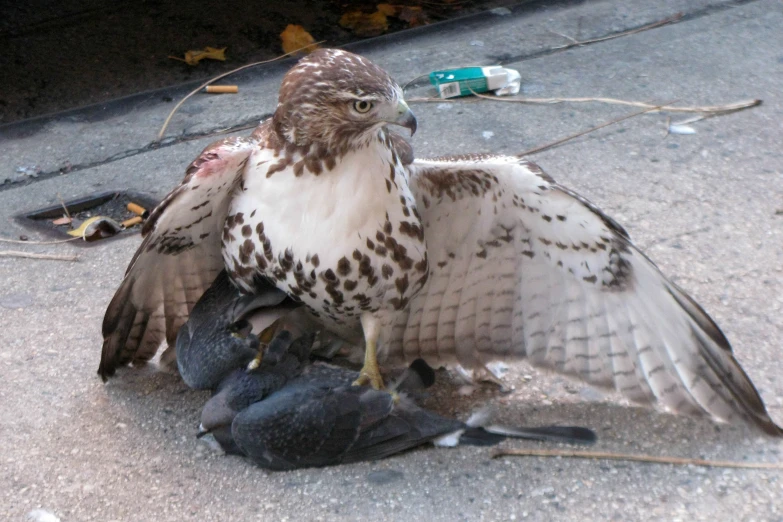 a hawk is perched on some dead birds