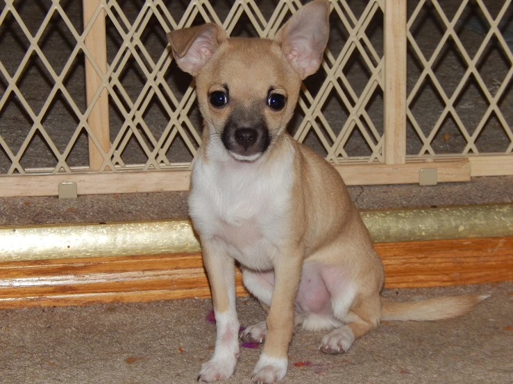 a small brown dog sitting down and looking up