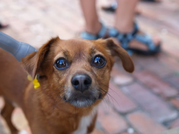 a dog looking at the camera with blue eyes