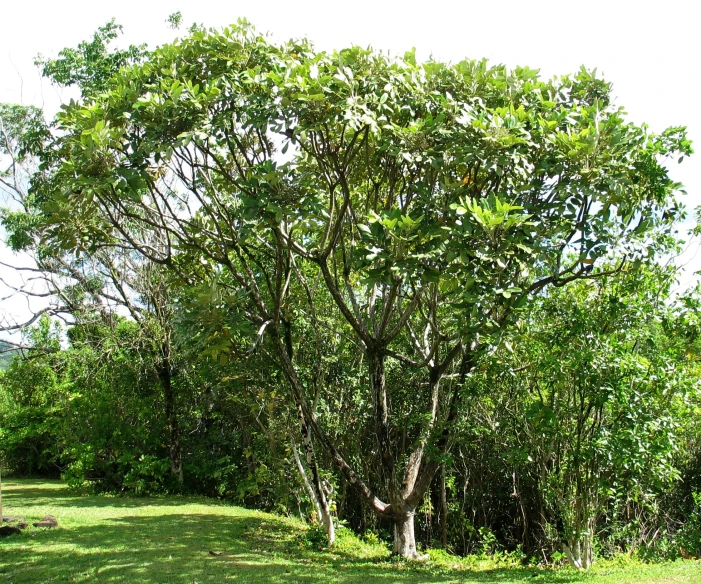 a small tree with very big leaves by the grass