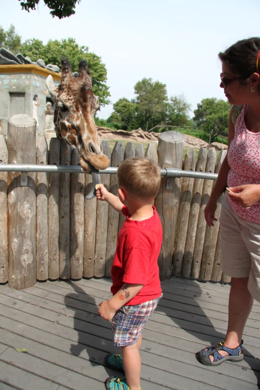 a woman and child are feeding giraffes at the zoo