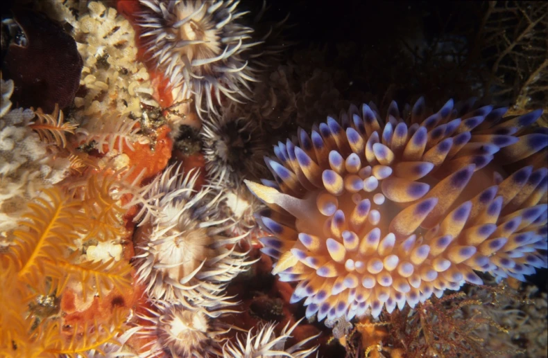 an orange and white coral with several small white dots