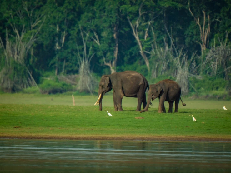 two elephants walk down a grass plain beside water