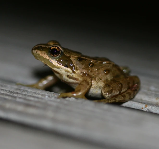 a toad sitting on top of a wooden plank