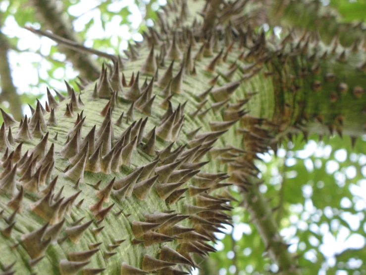 many small brown, fuzzy animals are spiky