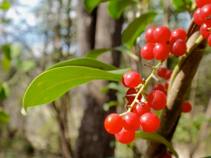 berries on a tree with a blurry background