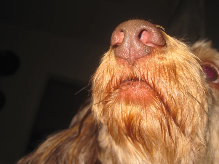 a very hairy dog's face with his hair in the air