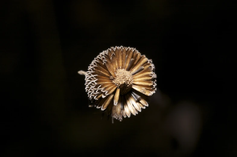 the back side of a dandelion flower looking straight up