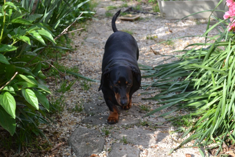 a small brown and black dog on a dirt road