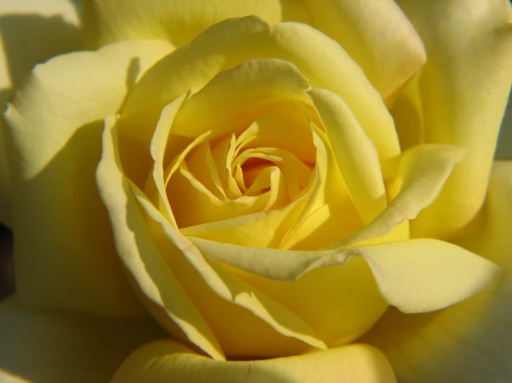 yellow rose close up with the middle section exposed