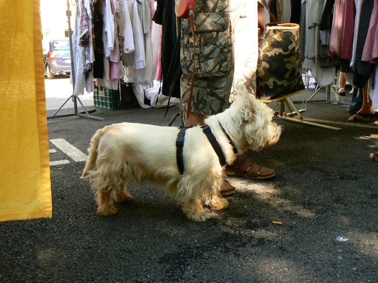 a small white dog wearing a harness on its leash
